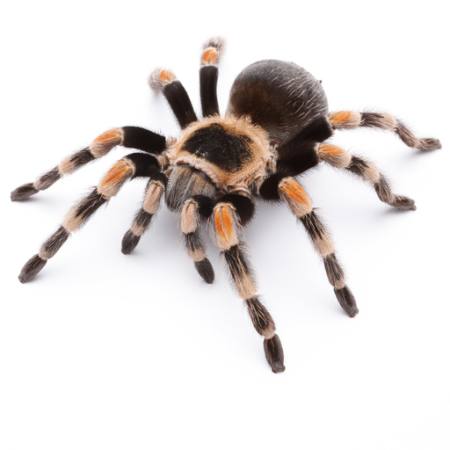 animal, bug, spider, feet Okea - Dreamstime