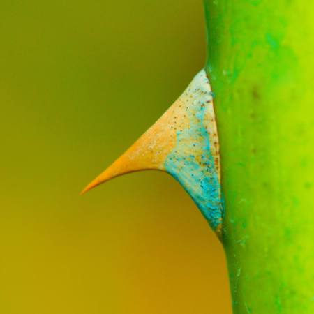 green, sharp, torn, flower Pindiyath100 - Dreamstime