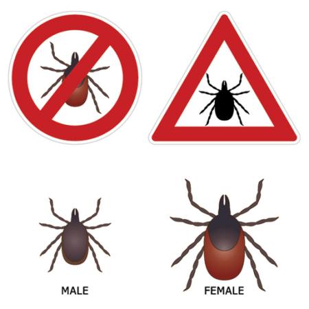 sign, bug, male, female Micka - Dreamstime