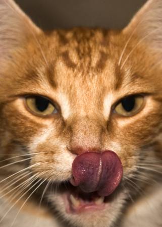 cat, animal, tongue Karoline Cullen - Dreamstime