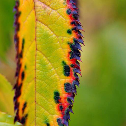 leaf, autumn, old, dead, nature, green Calek