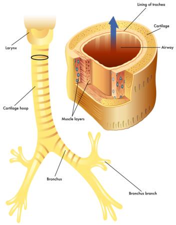 vein, body, cartilage, muscle, anathomy, larynx Rob3000 - Dreamstime vein, body, cartilage, muscle, anathomy, larynx Rob3000 - Dreamstime