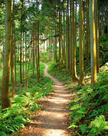 road, forest, trees, tree, green, vegetation Julija Nikerina - Dreamstime