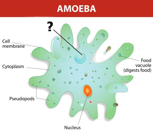 amoeba, nucleus, food, cell, cellular Designua