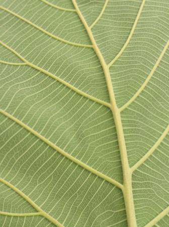 leaf, green Rufous - Dreamstime