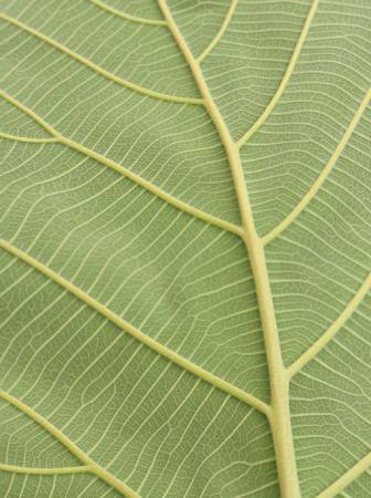 leaf, green Rufous - Dreamstime leaf, green Rufous - Dreamstime
