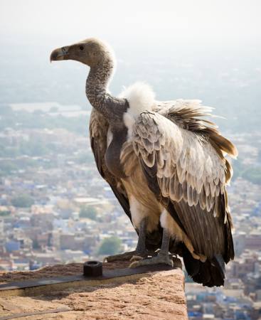 animal, fly, bird, high, city Erickn - Dreamstime