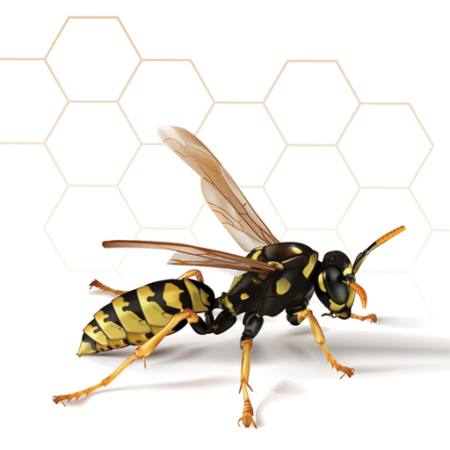 wasp, honey, bee, comb Leo Blanchette - Dreamstime wasp, honey, bee, comb Leo Blanchette - Dreamstime
