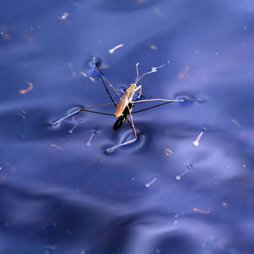 bug, insect, water, float, blue Sergey Yakovlev (Basel101658)