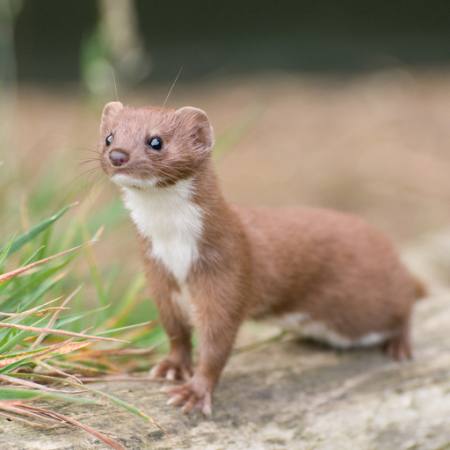 animal, wild, nature Andrea Poole - Dreamstime animal, wild, nature Andrea Poole - Dreamstime