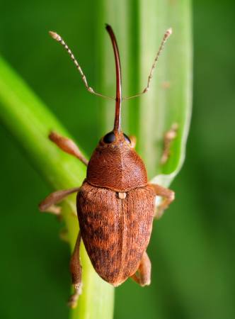 bug, animal, wild, wildlife, small, leaf, green, orange, brick Tomatito26 - Dreamstime