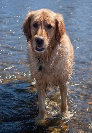 dog, water, animal Emilyskeels22 - Dreamstime