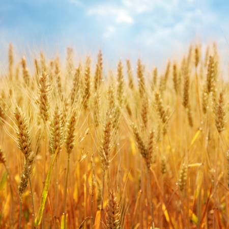 field, corn, bread, yellow Elena Schweitzer - Dreamstime
