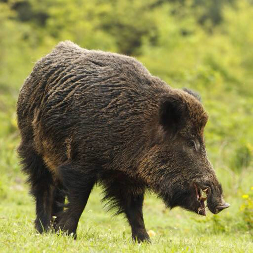 animal, pig, wild, boar Zagrosti