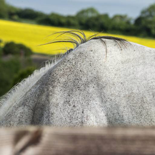 horse, animal, hair, hairs Nicole Ciscato (Nicoleciscato)