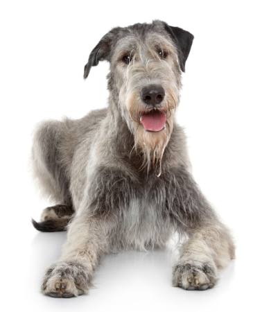 dog, animal Jagodka - Dreamstime dog, animal Jagodka - Dreamstime