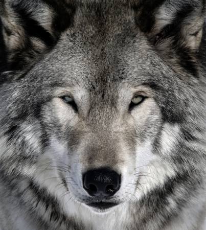 wolf, animal, wild, dog Alain - Dreamstime