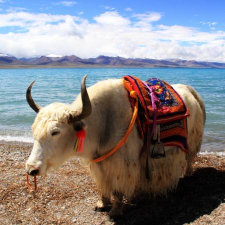 water, lake, animal, saddle, horns Cxbxcwxdyxc - Dreamstime water, lake, animal, saddle, horns Cxbxcwxdyxc - Dreamstime