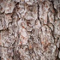 Pixwords The image with tree, nature, object, bark Oleg Pilipchuk - Dreamstime