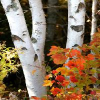 tree, shrubs, flower, leaf, plant Onepony - Dreamstime