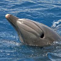 Pixwords The image with sea, animal, dolphin, whale Avslt71