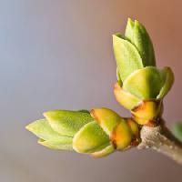 flower, green, branch Wolna - Dreamstime