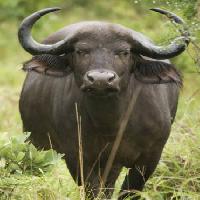 nature, wild, animal, horns, black, grass Ivonne Wierink - Dreamstime