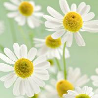 Pixwords The image with flowers, flower, white, yellow Italianestro - Dreamstime