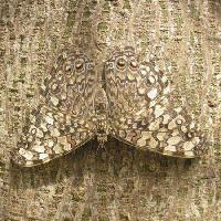 butterfly, bug, tree, bark Wilm Ihlenfeld - Dreamstime