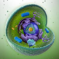 Pixwords The image with biology, inside, core, object, bug, small, round Mopic - Dreamstime