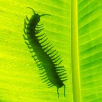 Pixwords The image with worm, butterfly, green, leaf, legs Mrfiza