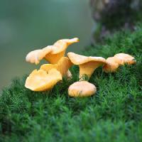 mushroom, grass, green, field, eat Laurent Renault - Dreamstime