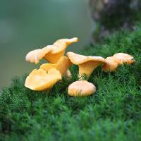 Pixwords The image with mushroom, grass, green, field, eat Laurent Renault - Dreamstime