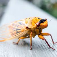 Pixwords The image with animal, insect, yellow, orange, legs Anne Amphlett (Anicaart)