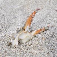 bones, animal, teeth, sand, beach Cotzsss