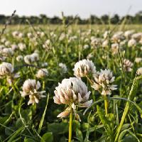 Pixwords The image with field, flowers, white, green Mellimage