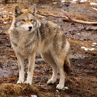 Pixwords The image with wolf, animal, dog, wild Denis Pepin - Dreamstime