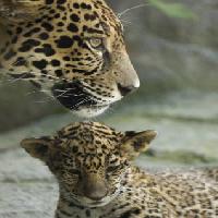 animal, animals, baby, zoo Jxpfeer - Dreamstime