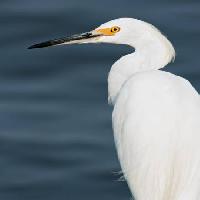 Pixwords The image with bird, water, sea, white, fly Michael Mill - Dreamstime