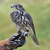 Pixwords The image with bird, hand, eagle Petar Kremenarov - Dreamstime