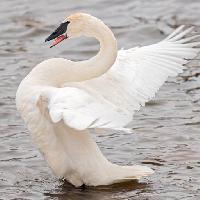 animal, bird, water, goose Geoffrey Kuchera (Gkuchera)