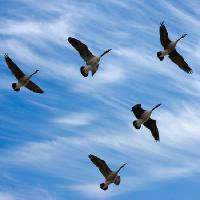 Pixwords The image with birds, sky, fly, clouds Scol22 - Dreamstime
