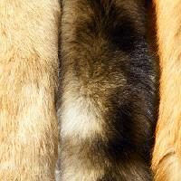 animal, fur, gold Jinfeng Zhang - Dreamstime