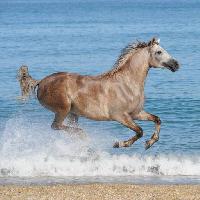 horse, water, sea, beach, animal Regatafly