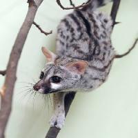 animal, climb, tree, branch Stratum - Dreamstime