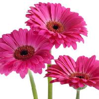 Pixwords The image with flowers, flower, pink, violet Tatjana Baibakova - Dreamstime