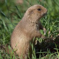 Pixwords The image with animal, green, grass, rodent Jonas Kvist Jensen - Dreamstime