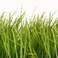 Pixwords The image with grass Ahmet Gündoğan - Dreamstime