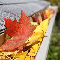 Pixwords The image with leaf, leaves, drain, roof Suzanne Tucker (Soupstock)