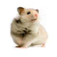 rat, mouse, animal Isselee - Dreamstime